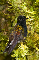 Black-bellied Hummingbird (Eupherusa nigriventris), Poas Volcano National Park, Costa Rica