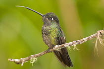 Magnificent Hummingbird (Eugenes fulgens) sticking out tongue, San Gerardo de Dota, Costa Rica