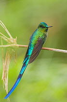 Long-tailed Sylph (Aglaiocercus kingi) hummingbird, Cosanga, Napo, Ecuador