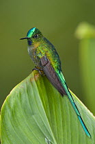 Long-tailed Sylph (Aglaiocercus kingi) hummingbird, Cosanga, Napo, Ecuador