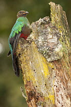 Golden-headed Quetzal (Pharomachrus auriceps), Rio Blanco Nature Reserve, Colombia