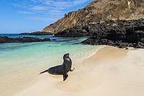 Galapagos Sea Lion (Zalophus wollebaeki) on beach, Cerro Brujo, San Cristobal Island, Galapagos Islands, Ecuador