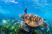 Green Sea Turtle (Chelonia mydas), Post Office Bay, Floreana Island, Galapagos Islands, Ecuador