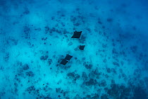 Munk's Devil Ray (Mobula munkiana) group, Itabaca Channel, Santa Cruz Island, Galapagos Islands, Ecuador