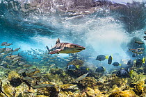 White-tip Reef Shark (Triaenodon obesus) and large schools of fish, Itabaca Channel, Santa Cruz Island, Galapagos Islands, Ecuador