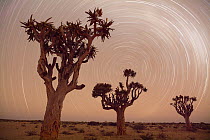 Quiver Tree (Aloe dichotoma) group at night, Namibia