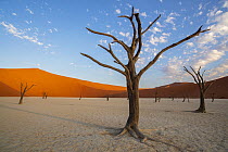 Acacia (Acacia sp) dead trees and sand dunes, Sossusvlei, Namib-Naukluft National Park, Namibia