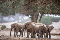 African Elephant (Loxodonta africana) breeding herd, Hoanib River, Namibia