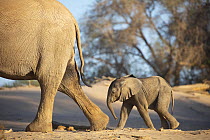 African Elephant (Loxodonta africana) mother and calf, Hoanib River, Namibia