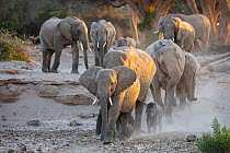 African Elephant (Loxodonta africana) herd, Hoanib River, Namibia