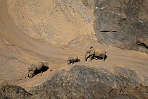African Elephant (Loxodonta africana) group in desert, Hoanib River, Namibia
