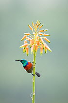 Greater Double-collared Sunbird (Nectarinia afra) male, Western Cape, South Africa