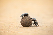 Dung Beetle (Scarabaeidae) pair rolling dung, Addo National Park, South Africa