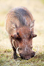 Warthog (Phacochoerus africanus) grazing, Addo National Park, South Africa