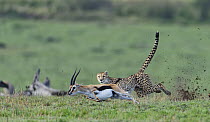 Cheetah (Acinonyx jubatus) female hunting Thomson's Gazelle (Eudorcas thomsonii), Masai Mara, Kenya