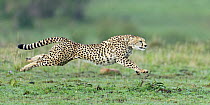 Cheetah (Acinonyx jubatus) running, Masai Mara, Kenya