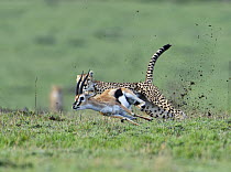 Cheetah (Acinonyx jubatus) female hunting Thomson's Gazelle (Eudorcas thomsonii), Masai Mara, Kenya
