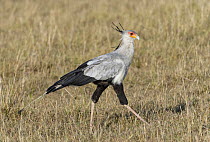 Secretary Bird (Sagittarius serpentarius), Masai Mara, Kenya