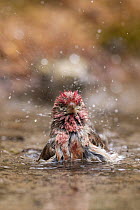 Cassin's Finch (Carpodacus cassinii) male bathing, Montana