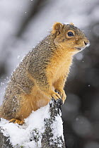 Eastern Fox Squirrel (Sciurus niger) in winter, Montana