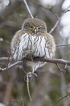 Mountain Pygmy-Owl (Glaucidium gnoma) in winter with mouse prey, Montana