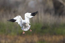 Ross' Goose (Chen rossii) landing in winter, California