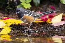 Spotted Towhee (Pipilo maculatus) male at pond, Montana