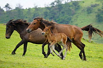 Misaki Horse (Equus caballus) mother and foal running, Cape Toi, Japan