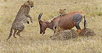 Cheetah (Acinonyx jubatus) males predating Topi (Damaliscus lunatus), Masai Mara, Kenya
