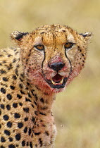 Cheetah (Acinonyx jubatus) after feeding, Masai Mara, Kenya