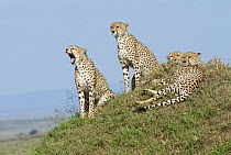 Cheetah (Acinonyx jubatus) group, Masai Mara, Kenya