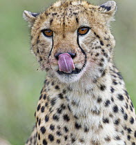 Cheetah (Acinonyx jubatus) licking its nose, Masai Mara, Kenya