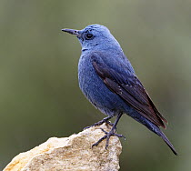 Blue Rock-Thrush (Monticola solitarius) male, Valencia, Spain
