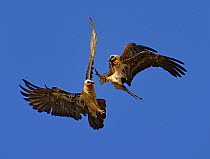 Bearded Vulture (Gypaetus barbatus) pair fighting while flying, Pyrenees, Spain