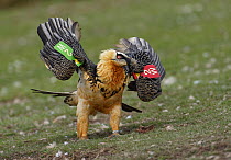 Bearded Vulture (Gypaetus barbatus) with tags, Pyrenees, Spain
