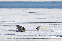 Polar Bear (Ursus maritimus) hunting Ringed Seal (Pusa hispida), Svalbard, Norway. Sequence 1 of 6