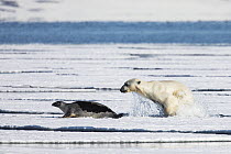 Polar Bear (Ursus maritimus) hunting Ringed Seal (Pusa hispida), Svalbard, Norway. Sequence 2 of 6