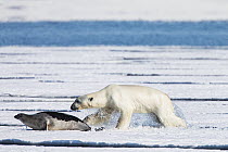 Polar Bear (Ursus maritimus) hunting Ringed Seal (Pusa hispida), Svalbard, Norway. Sequence 3 of 6