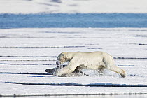 Polar Bear (Ursus maritimus) hunting Ringed Seal (Pusa hispida), Svalbard, Norway. Sequence 4 of 6