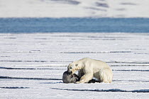 Polar Bear (Ursus maritimus) hunting Ringed Seal (Pusa hispida), Svalbard, Norway. Sequence 5 of 6