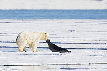 Polar Bear (Ursus maritimus) predating Ringed Seal (Pusa hispida), Svalbard, Norway. Sequence 6 of 6