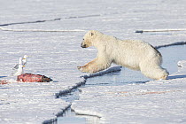 Polar Bear (Ursus maritimus) chasing away gulls from Ringed Seal (Pusa hispida) carcass, Svalbard, Norway