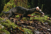 Hose's Civet (Diplogale hosei), rarely photographed species, Borneo