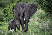African Elephant (Loxodonta africana) mother and calf grazing, Tarangire National Park, Tanzania