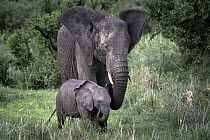 African Elephant (Loxodonta africana) mother and calf grazing, Tarangire National Park, Tanzania