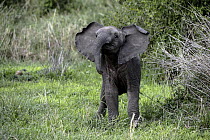 African Elephant (Loxodonta africana) calf in defensive posture, Tarangire National Park, Tanzania