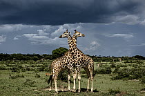 Rothschild Giraffe (Giraffa camelopardalis rothschildi) pair in savanna, Murchison Falls National Park, Uganda