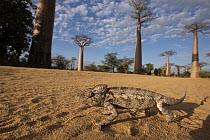 Oustalet's Chameleon (Furcifer oustaleti) and Grandidier's Baobab (Adansonia grandidieri), Avenue of the Baobabs, Madagascar