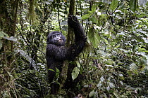 Mountain Gorilla (Gorilla gorilla beringei) sub-adult male in rainforest, Bwindi Impenetrable National Park, Uganda
