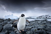 Adelie Penguin (Pygoscelis adeliae), South Shetland Islands, Antarctica